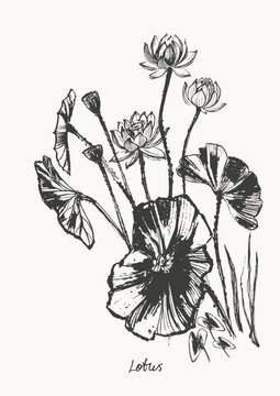 Hand drawn ink brush painting of lotus flowers, buds, leaves, branches