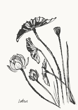 Hand drawn ink brush painting of lotus flowers, buds, leaves, branches