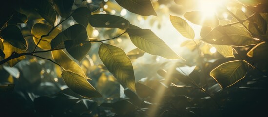 Sunlight passing through leaves