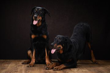 A pair of alert Beaucerons dogs exhibit grace, one seated and one standing attentively.