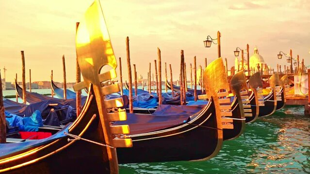 The metal prows of the gondolas reflect the soft yellow sunrise in Venice and bob on the azure water