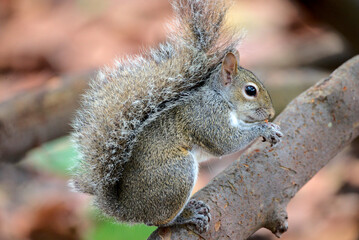 Eichhörnchen in Florida