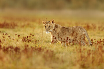 male lion (Panthera leo) in the grass of the savannah