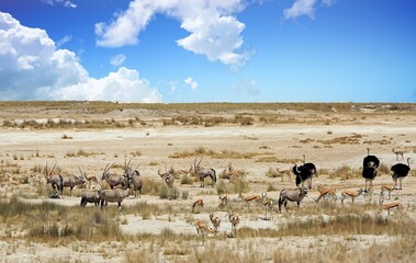 Vast Open dry plains with large herd of Gemsbok Oryx springbok, and Male Ostiches againt a view of the dry desolate Etosha Pan, Namibia