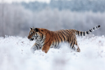 Siberian tiger (Panthera tigris tigris) In winter in the snow