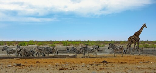 Herd of Burchell Zebra with a lone giraffe and oryx at a waterhole with a natural bnush background...