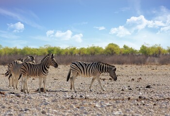 Fototapeta na wymiar Three Common Burchell Zebra standing on the arid dusty African plains in Etosha, Namibia