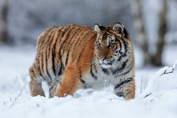 Siberian tiger (Panthera tigris tigris) in the deep snow