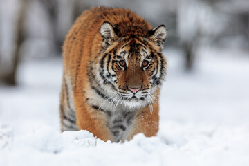 Siberian tiger (Panthera tigris tigris) front view