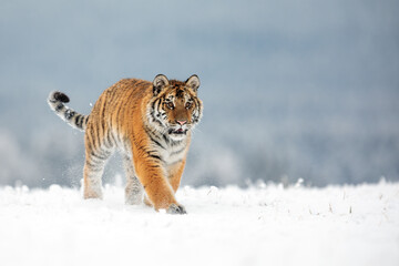 Siberian tiger (Panthera tigris tigris) on the horizon in the snow