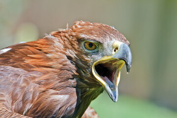 female golden eagle (Aquila chrysaetos) screaming portrait