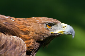 female golden eagle (Aquila chrysaetos) portrait in flight, close up of head