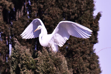 Magnifico airone bianco