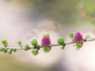 Larch tree fresh pink cones blossom at spring on nature background