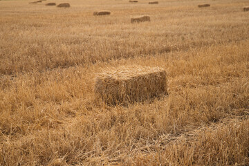 Group of bales after mowing the wheat field to feed the farmer's cattle. Stubble plot with straw...