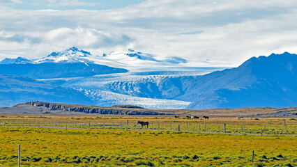 Icelandic horses graze in view of a glacier in Iceland