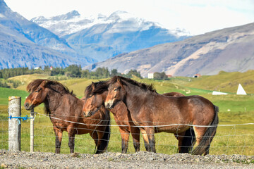 A trio of Icelandic horses gather near a fence in a dramatic landscape