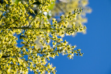 Beautiful flamegold rain tree flowers in the park.
