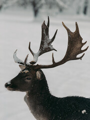 portrait of a deer in the forest