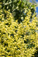 Beautiful flamegold rain tree flowers in the park.