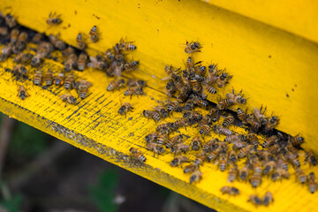 Bees in open bee hive box