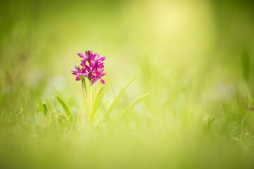 Dactylorhiza sambucina. Free nature. Beautiful picture. Orchid of the Czech Republic. Beautiful...