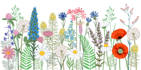 Hand drawn vector illustration. Summer horizontal background wildflowers. Blooming meadow