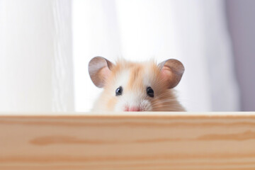 Cute hamster close up looking at camera
