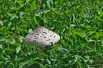 funghetto nei pascoli della valle verso del Parco Naturale Alpe Veglia e Alpe Devero, Valle d'Ossola - Piemonte