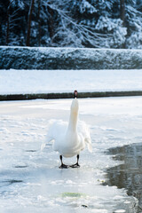 Ein Schwan auf einem zugefrorenen Teich in einem Park in Düsseldorf, Deutschland