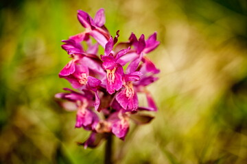 Dactylorhiza sambucina. Free nature. Beautiful picture. Orchid of the Czech Republic. Beautiful photo. Wild nature of the Czech Republic. Plant. Orchids of Europe. 