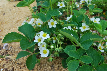 White strawberry flowers 