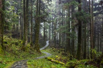 Fototapeta na wymiar Hiking trail in the forest