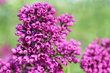 Obraz premium Blossoming violet purple lilac branch in spring garden. Branch of lilac flowers with green leaves. Floral natural background. Beautiful spring flowers. Purple lilac flowers on the bush. Summer time 