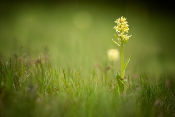 Dactylorhiza sambucina. Free nature. Beautiful picture. Orchid of the Czech Republic. Beautiful...