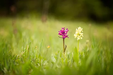 Fotobehang Dactylorhiza sambucina. Free nature. Beautiful picture. Orchid of the Czech Republic. Beautiful photo. Wild nature of the Czech Republic. Plant. Orchids of Europe.  © Michal