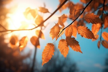 Naklejka na ściany i meble Autumn dry leaves in sunlight with blue background