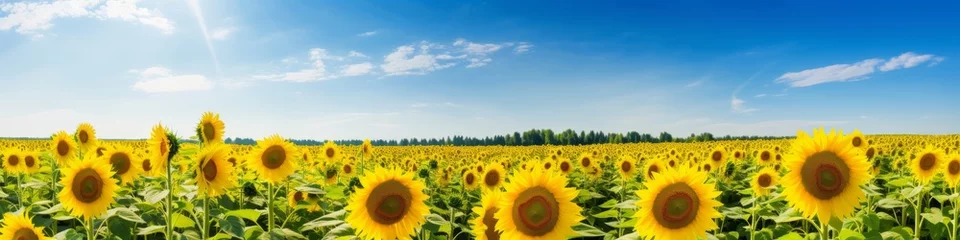 Gartenposter A field of sunflowers in full bloom,  creating a golden panorama under the midday sun © basketman23