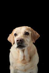 Labrador Retriever dog with soulful eyes against a black background. The portrait emphasizes the dog's calm demeanor and kind expression