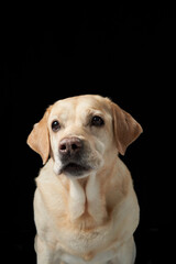 Labrador Retriever dog with soulful eyes against a black background. The portrait emphasizes the...