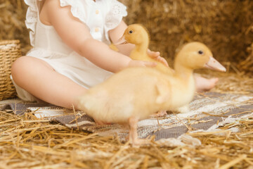Live yellow ducks next to fresh hay close-up. the concept of raising animals on a farm.