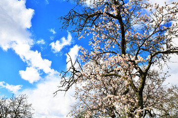 Primavera in Toscana