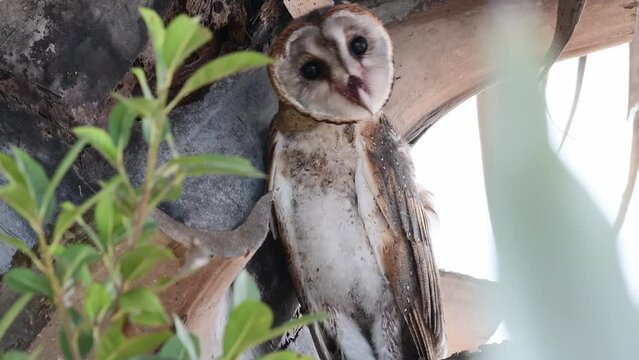 Barn Owl (tyto alba) juvenile rest on tree and turning the neck to look at moving objects with doubt