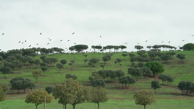 Una colonia de rapaces alzando el vuelo en una dehesa de Extremadura, Espa&ntilde;a.