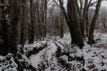 chemin enneigé d'une foret des Alpes