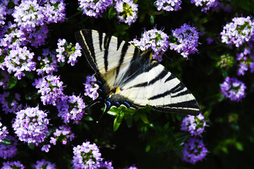 Farfalla, Toscana