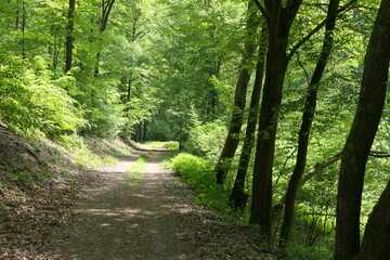 Fototapeta na wymiar Waldweg im Westerwald