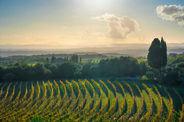 San Gusme Chianti vineyards panorama at sunset. Tuscany, Italy