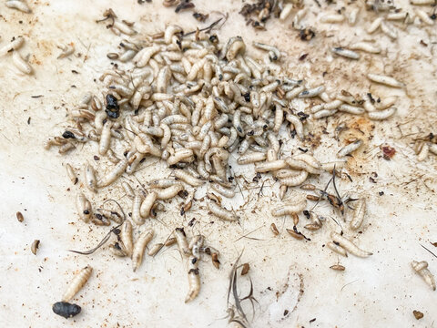 Colony of Maggots. The initial stage of insect life is in the form of fly larvae. Disgusting worms that live by eating dead animals.