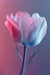 pink tulip on a blue background